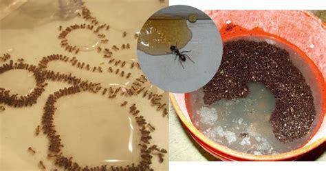 螞蟻出現徵兆 木命缺水
